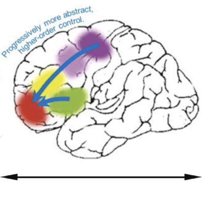 Brain